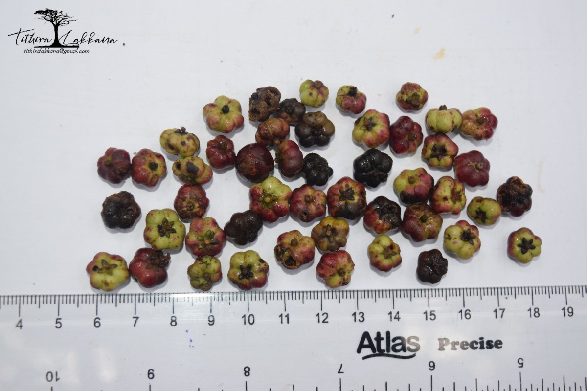 Phyllanthus candolleanus (Wight & Arn.) Chakrab. & N.P.Balakr.